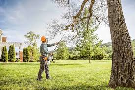 Naco, AZ Tree Care Company