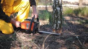 Best Lawn Pest Prevention  in Naco, AZ
