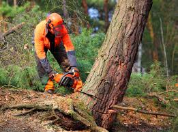 Best Tree Preservation Services  in Naco, AZ