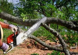 How Our Tree Care Process Works  in  Naco, AZ