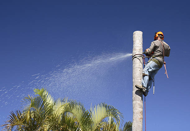 Best Leaf Removal  in Naco, AZ