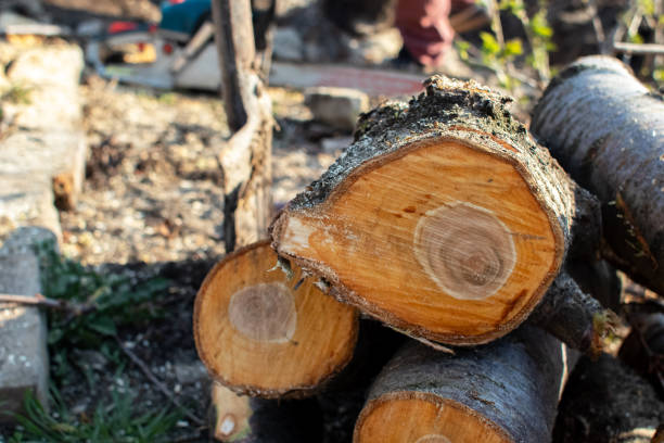 Best Tree Cabling and Bracing  in Naco, AZ