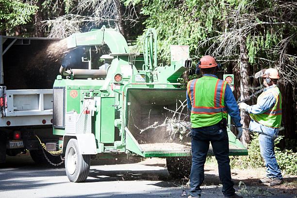 Best Tree Trimming and Pruning  in Naco, AZ