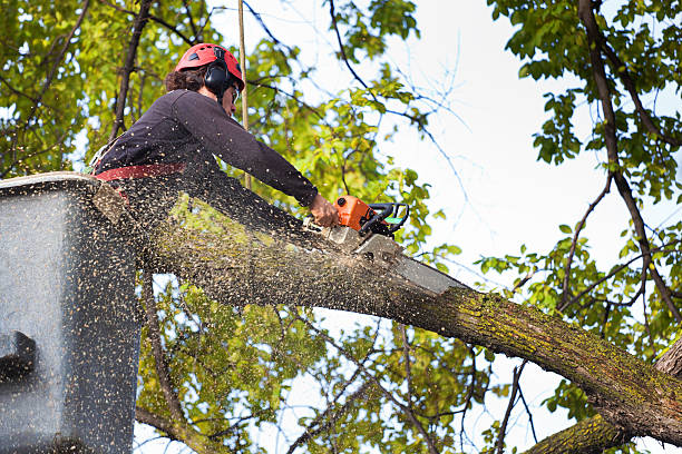 Best Tree Removal  in Naco, AZ