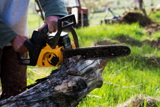 Best Emergency Tree Removal  in Naco, AZ